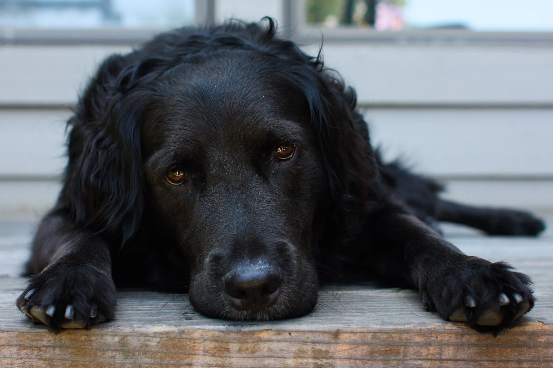 Dogs — real photography representing this cause
