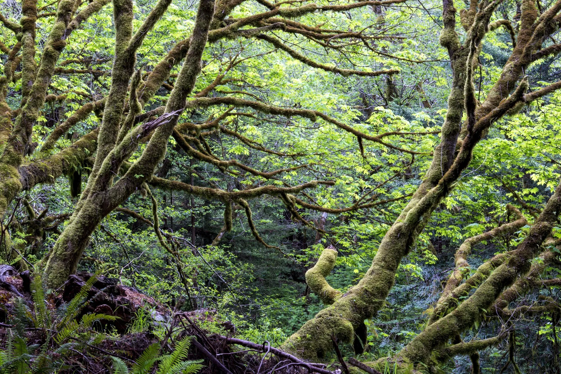 Conservation — real photography representing this cause