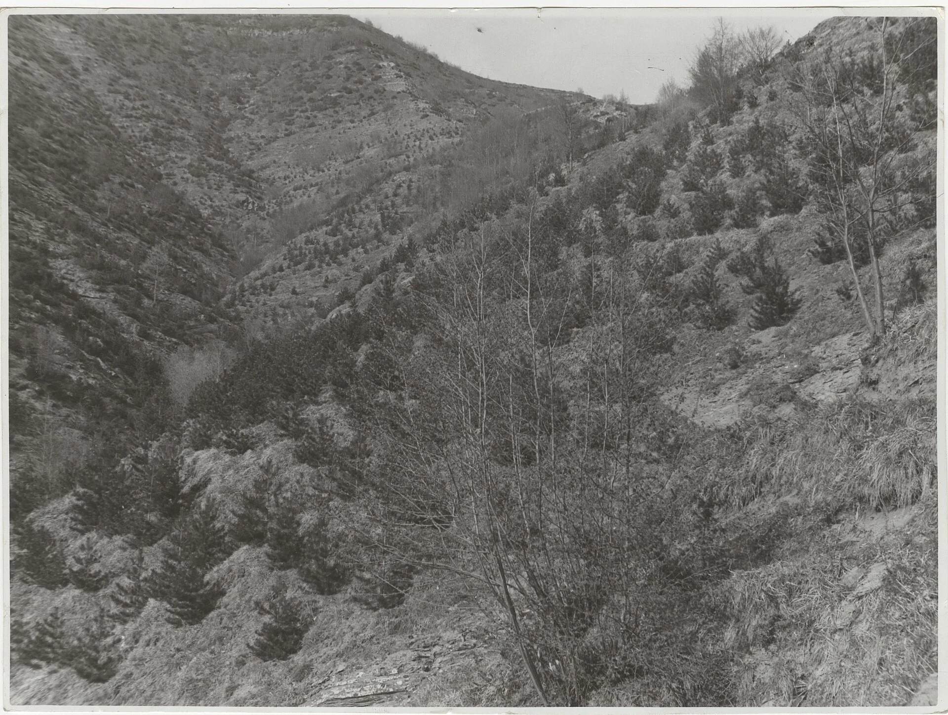 Aterno Valley: reforestation by planting Pinus Nigra trees