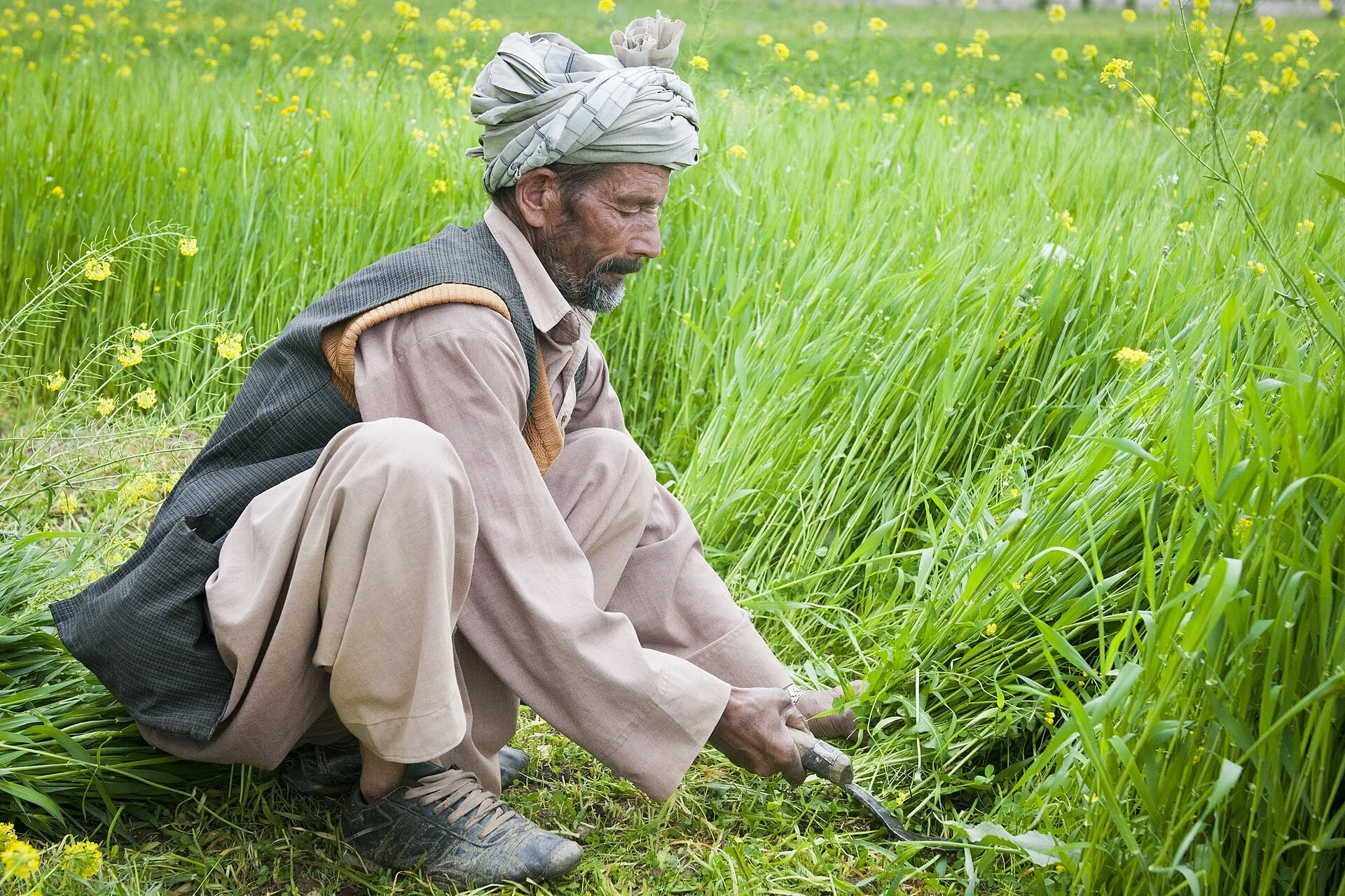 Agriculture — real photography representing this cause